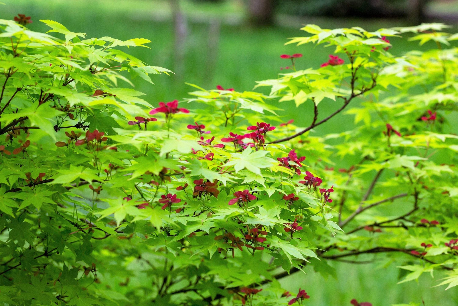 20 GREEN JAPANESE MAPLE Tree Ornamental Acer Palmatum Yellow Fall Foliage Seeds