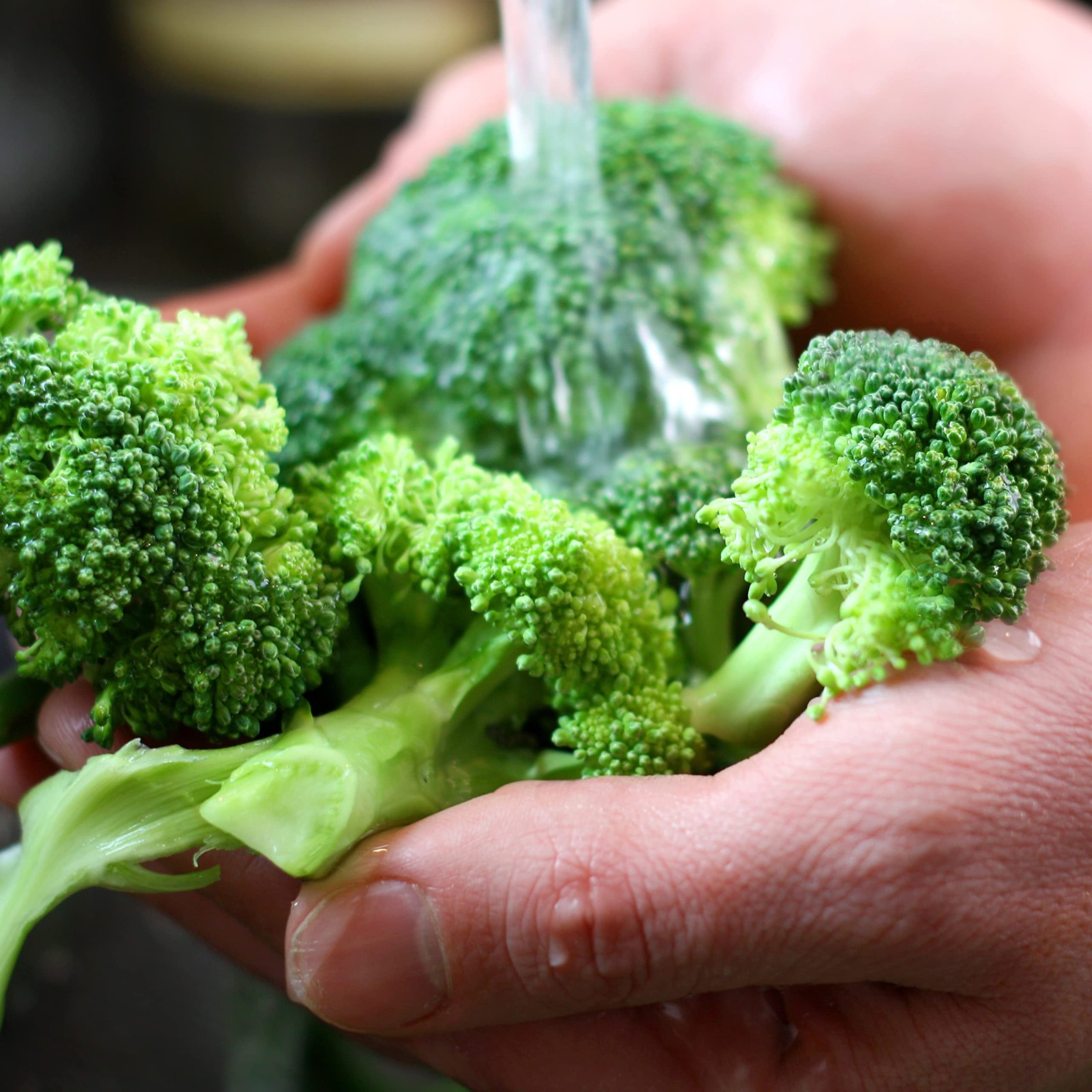 Purely Organic Broccoli Seeds Waltham 29 – Approx 750 Seeds – USDA Organic,