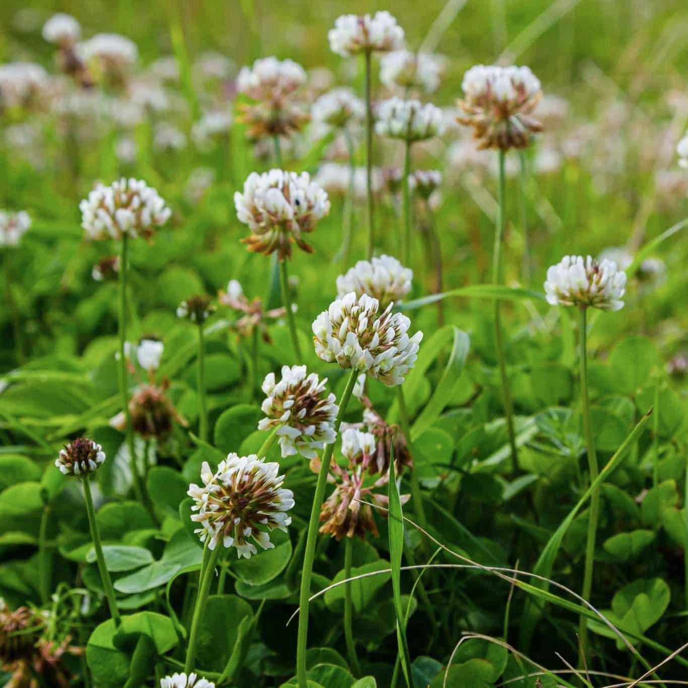 1000+ WHITE DUTCH CLOVER SEEDS – COVER CROP * PERENNIAL LEGUMES* Non-GMO USA