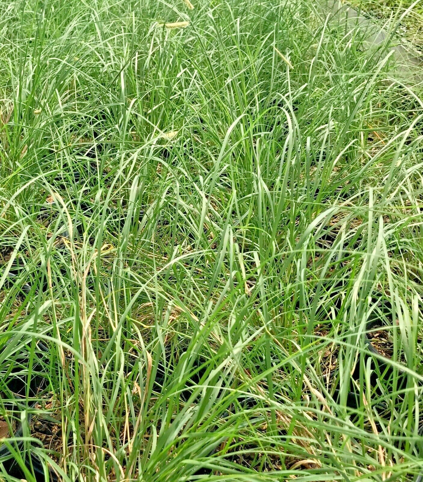 1001+BLUE GRAMA Seeds Native Prairie Grass Drought Poor Soils Low Maintenace