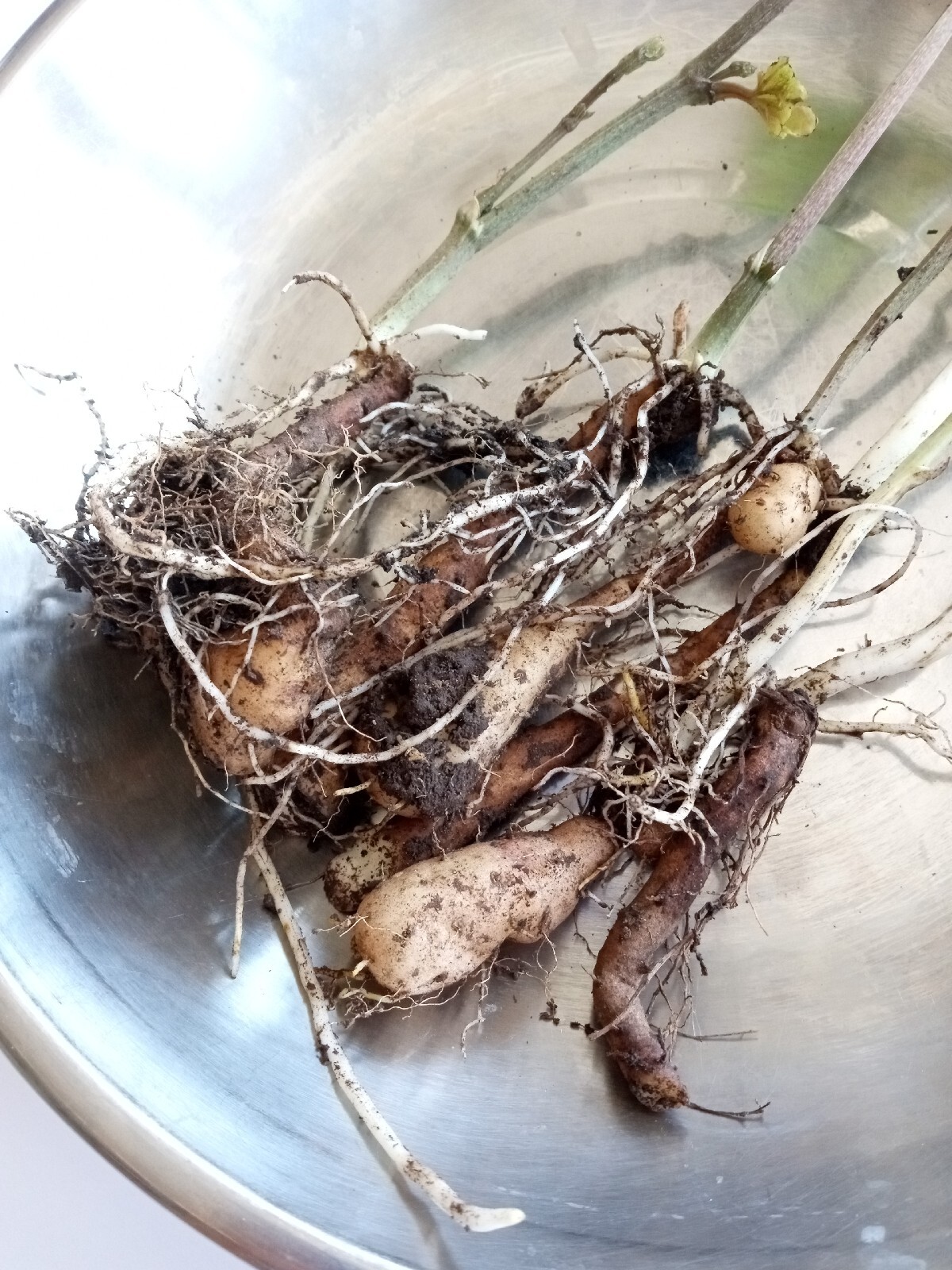 3 Chinese Yam 山药/淮山 Cinnamon Vine Dioscorea Opposita Live Rooted Plants 
