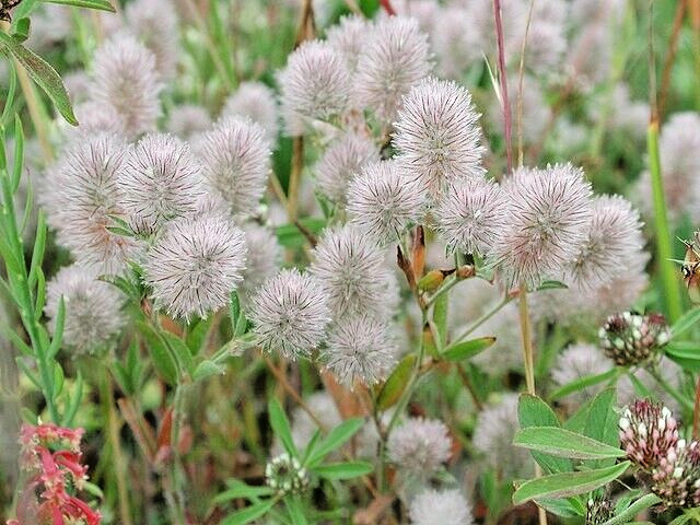 RABBIT’S FOOT CLOVER 200 SEEDS, TRIFOLIUM ARVENSE, FUZZY BUNNIES, EZ TO GROW