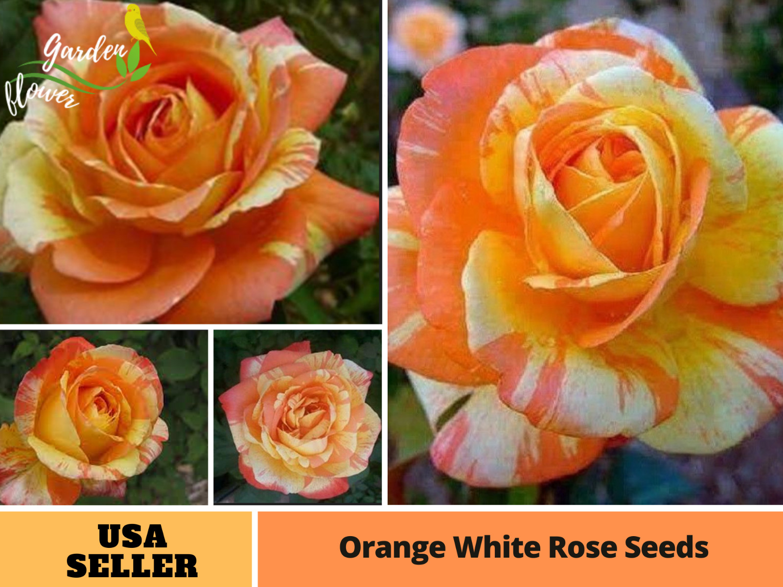 30+ Seeds|Orange White Flower Perennial Rose Seeds #1054