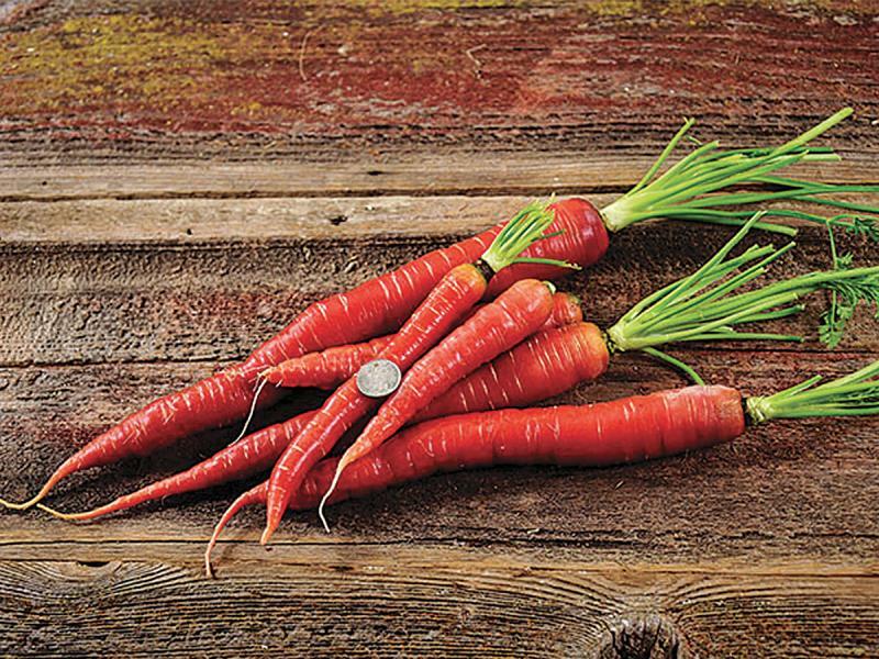 RARE✿ Heirloom Kyoto Red Carrot 30+ Seeds ●Great for Fall Garden