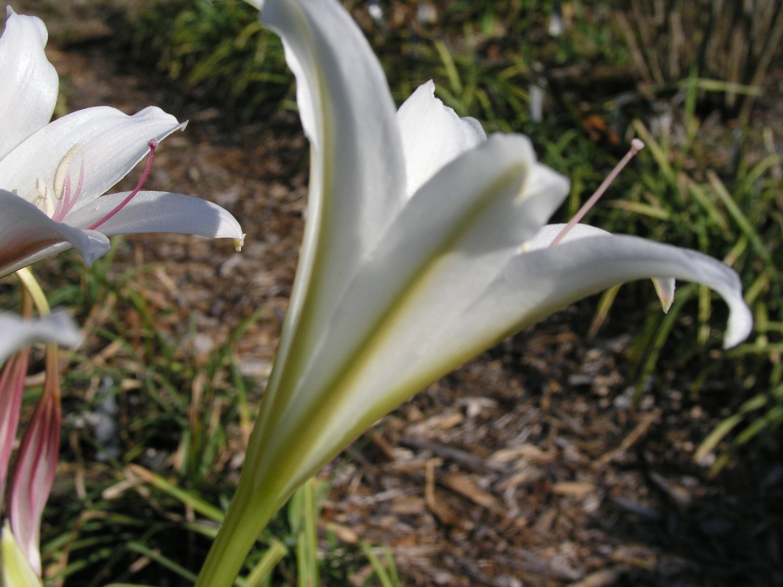 Crinum Lily, Bulbispermum Album ‘White Pawn’ type A, medium-size bulb NEW