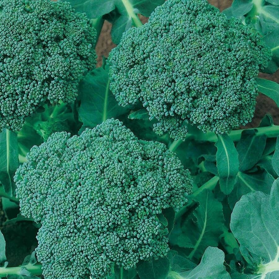 Broccoli Seeds – Waltham 29 – Organic Seeds – Non GMO