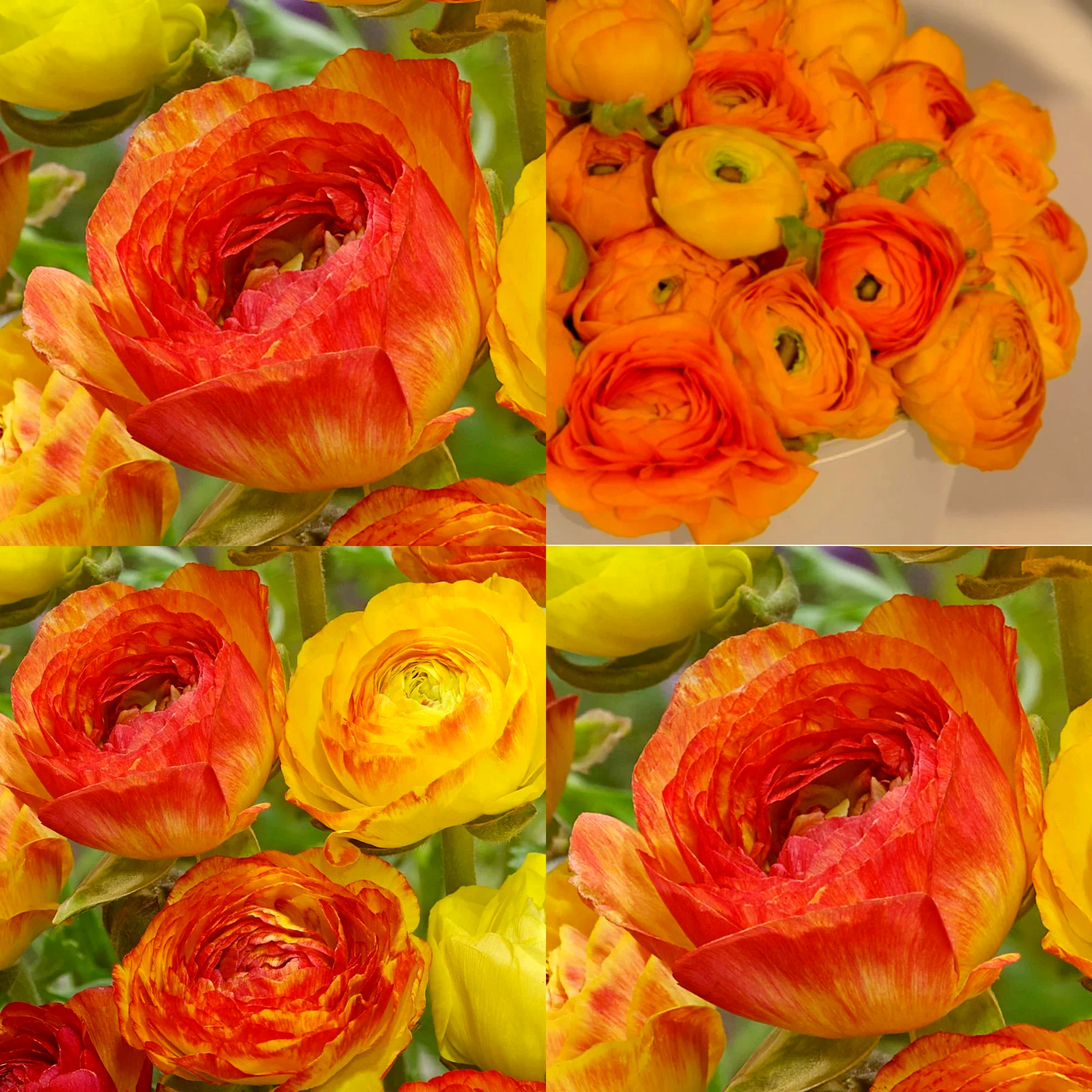 Ranunculus Flower Bulbs 16 Orange Picotee Corms Peony Rose Garden Wedding Plants