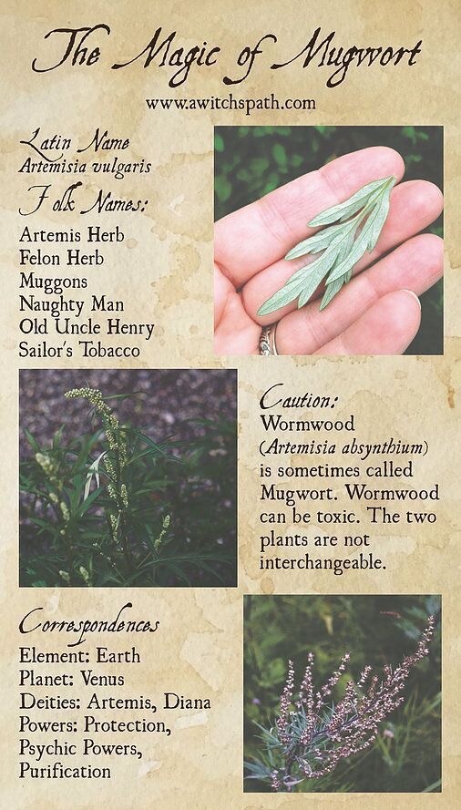 100+ MUGWORT Wormwood HERB SEEDS Magic Medicinal Culinary Heirloom Perennial Usa