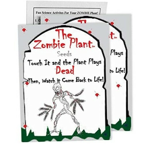 The Zombie Plant Mimosa Pudica 10 Seeds