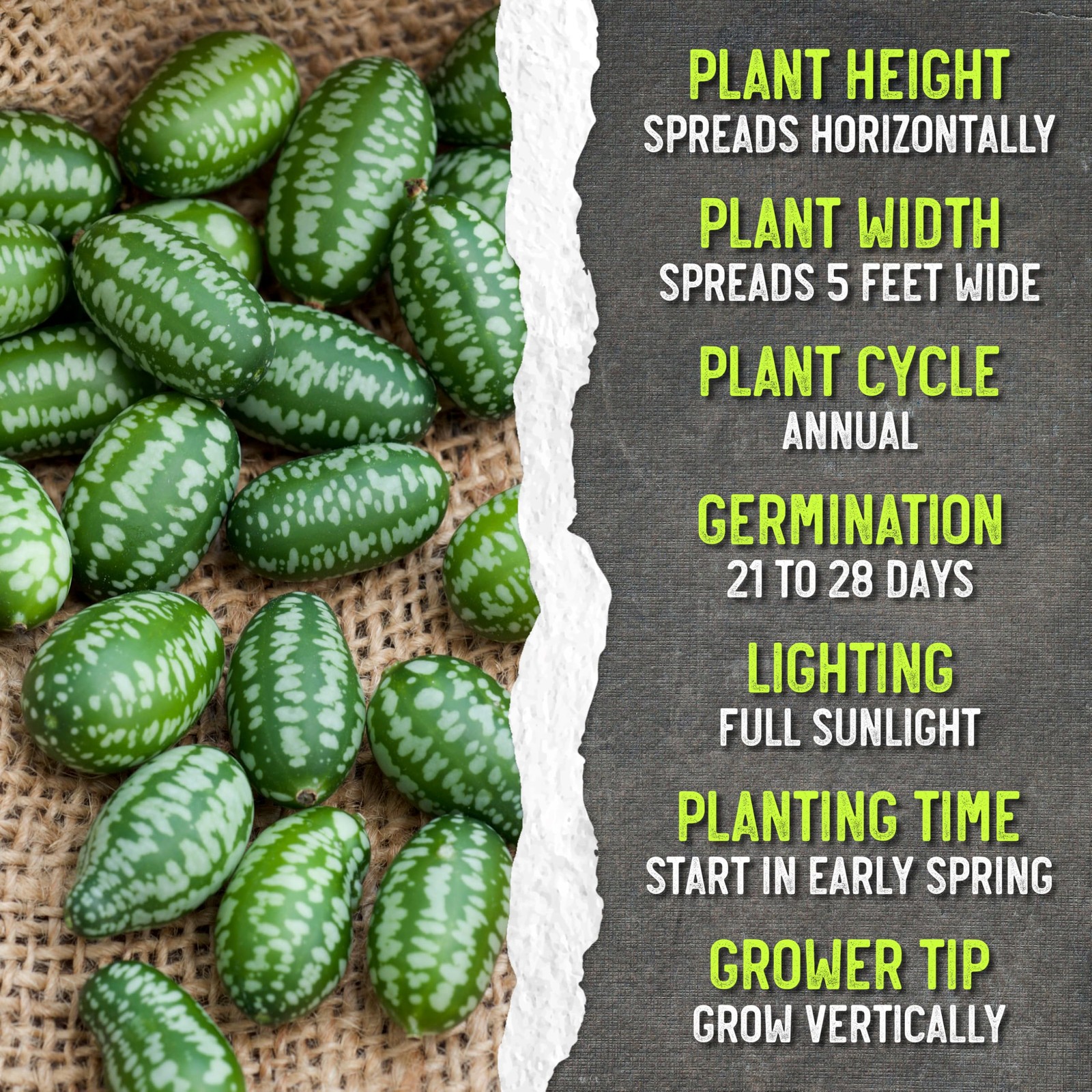 Needs Cucamelon Seeds for Planting Mexican Sour Gherkin Miniature Melons – No…