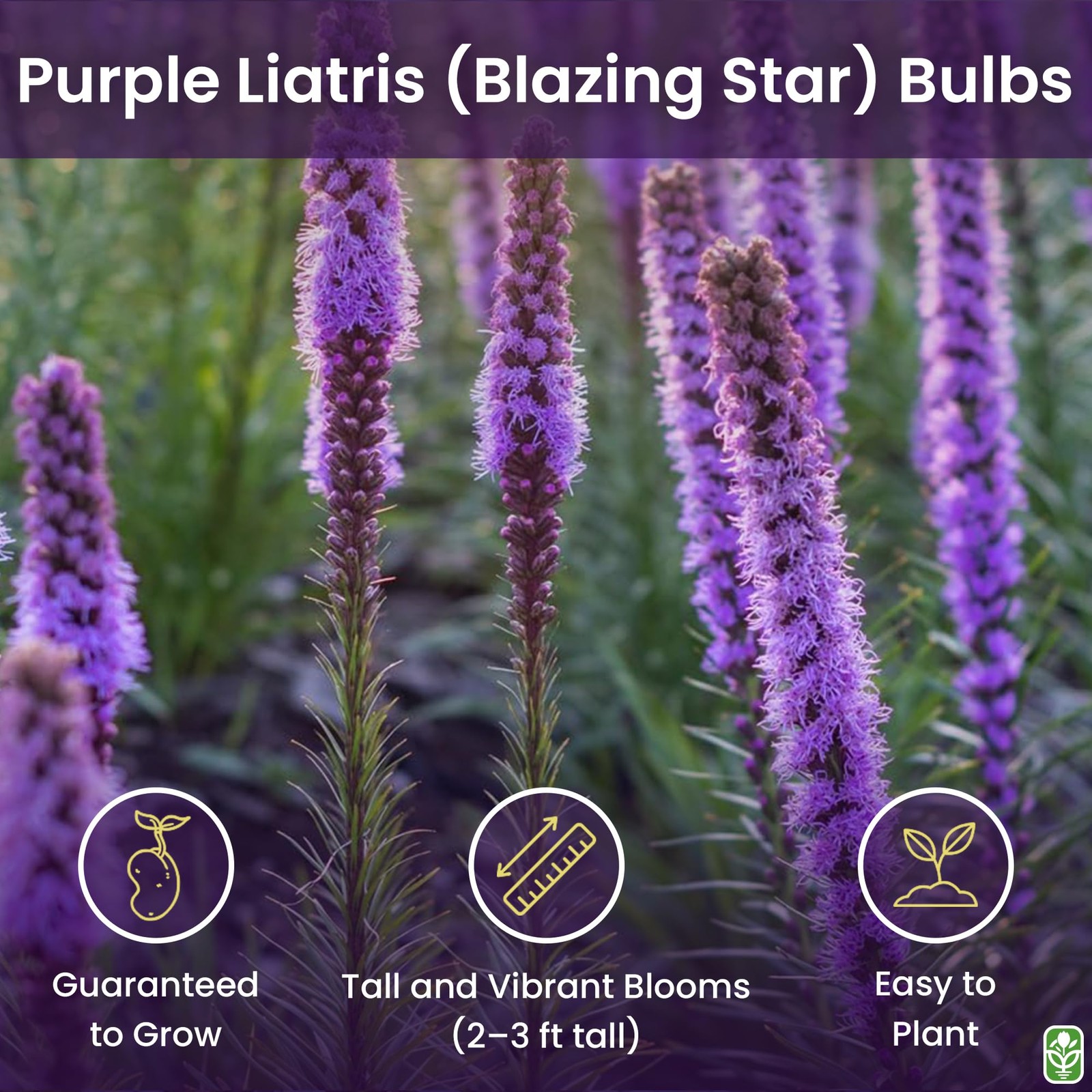 Purple Blazing Star – 5 Fresh Bulbs – Liatris Spicata Flower Bulb – Perennial…