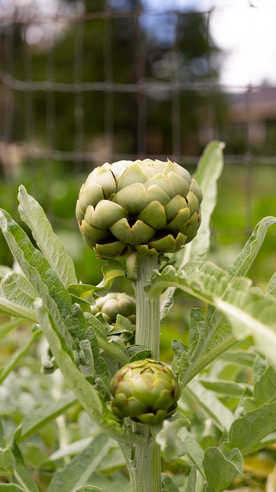 Green Globe Artichoke Seeds