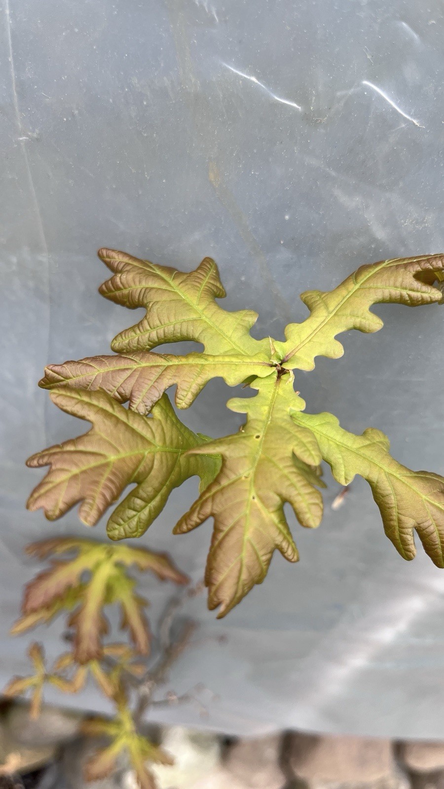 3 ft tall 3 year old Quercus robur Fastigiata , Columnar English Oak, bare root