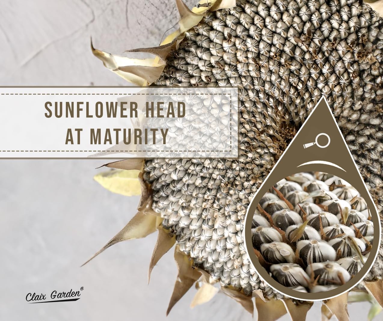 Giant Sunflower Seeds for Planting – Mammoth Grey Stripe – 75 75 Seeds,