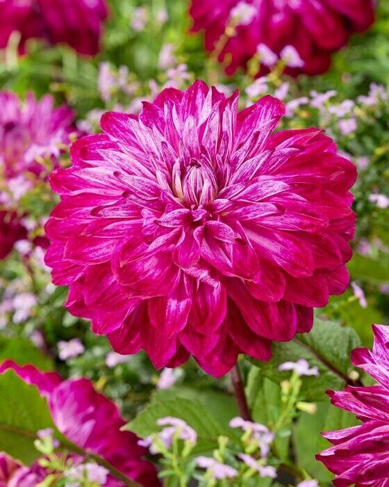1 “Merlot Magic” Decorative Dahlia – Large Size #1 Bulb – US Seller
