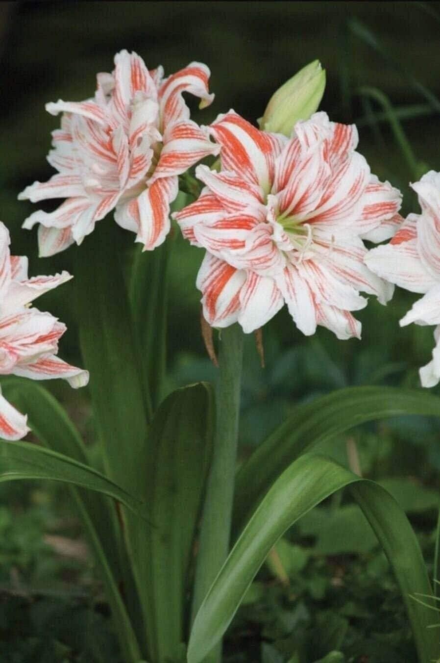 Jumbo Amaryllis DANCING QUEEN 34/36 centimeters – US Seller
