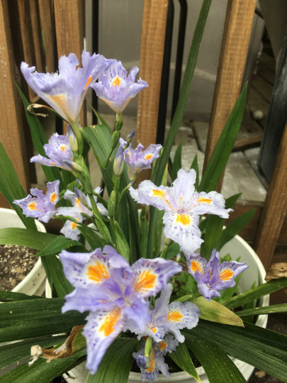 Heirloom Iris Purple, Walking Iris, 4 Plants + Free Shipping