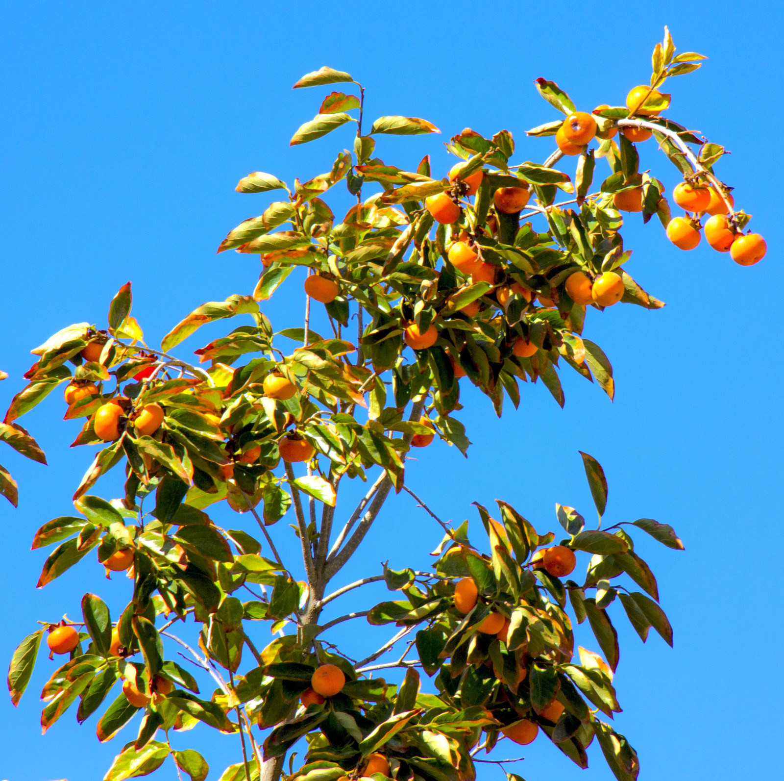 Japanese Persimmon Tree Seeds – For 2026 Planting Diospyros Kaki Fuyu Hachiya