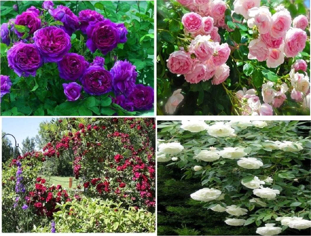 Red, Pink, Purple, White Climbing Rose Seeds- 50 of Each Color (200), USA Seller