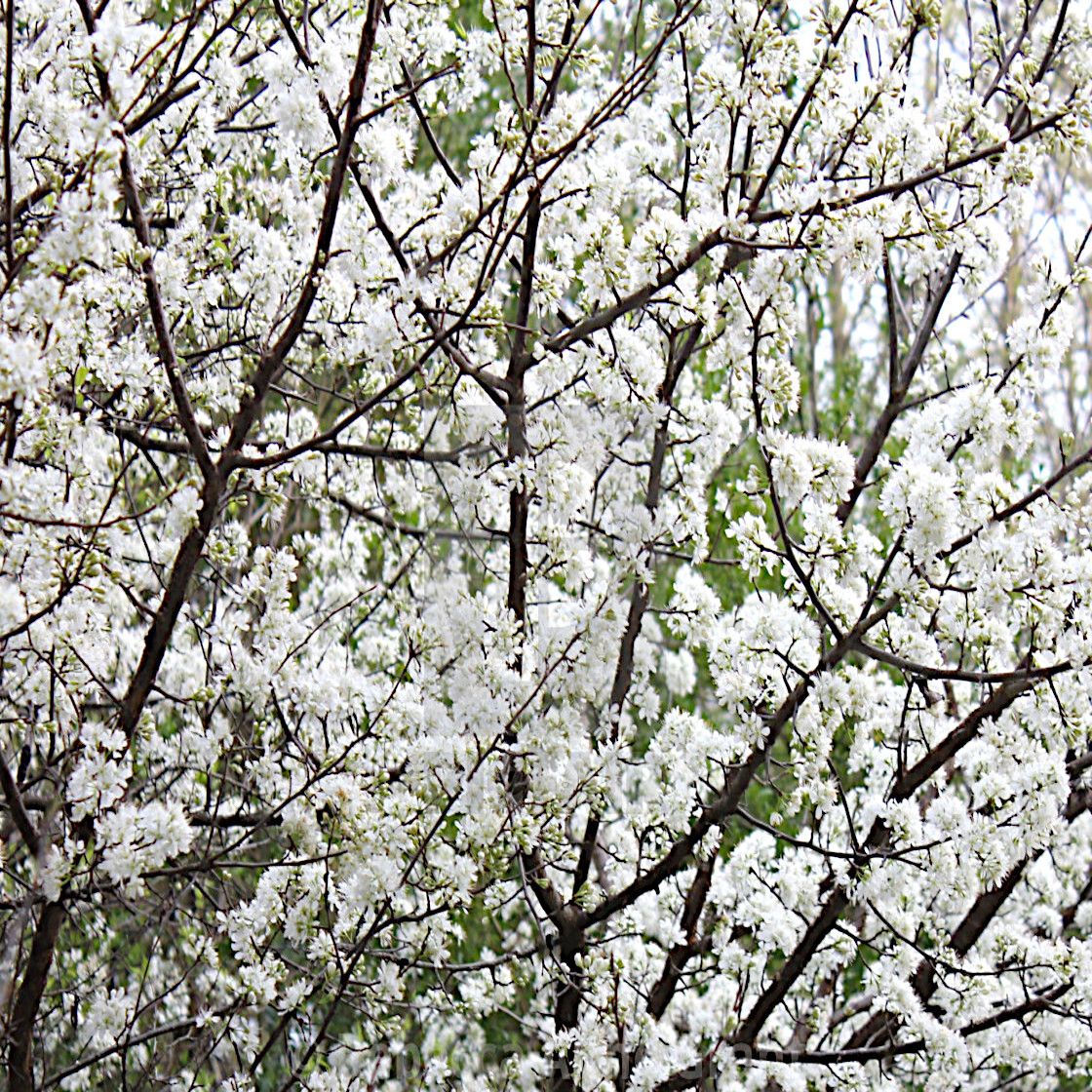 AMERICAN PLUM TREE SEEDS (Prunus americana) Fast Fruit Flower Plant Hardy-Zone 3