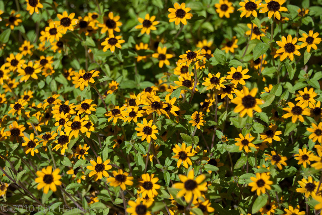 creeping zinnia, LOW GROUNDCOVER 150 seeds! GroCo – BUY ANY 10 – SHIPS FREE!!