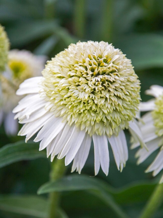 Delicious Creamy White Nougat Coneflower 30 seeds~The Brooklyn Botanical Gardens