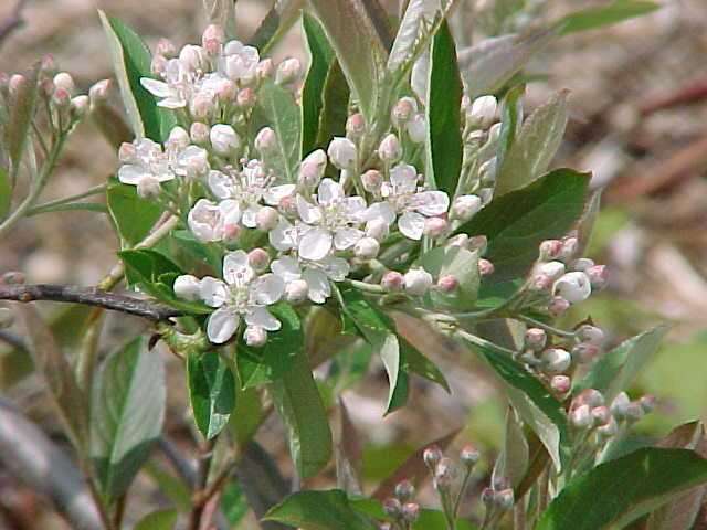 Red Chokeberry, Aronia arbutifolia Brilliantissima, Shrub Seeds