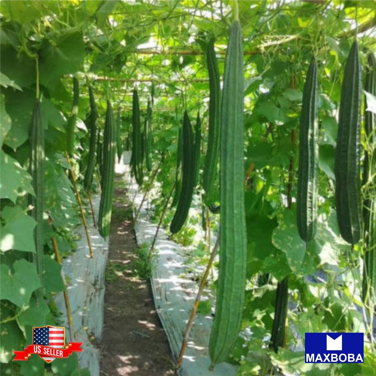 20 Gourd Extra Long Seeds Non-GMO Heirloom Vegetable BOGO 50% OFF