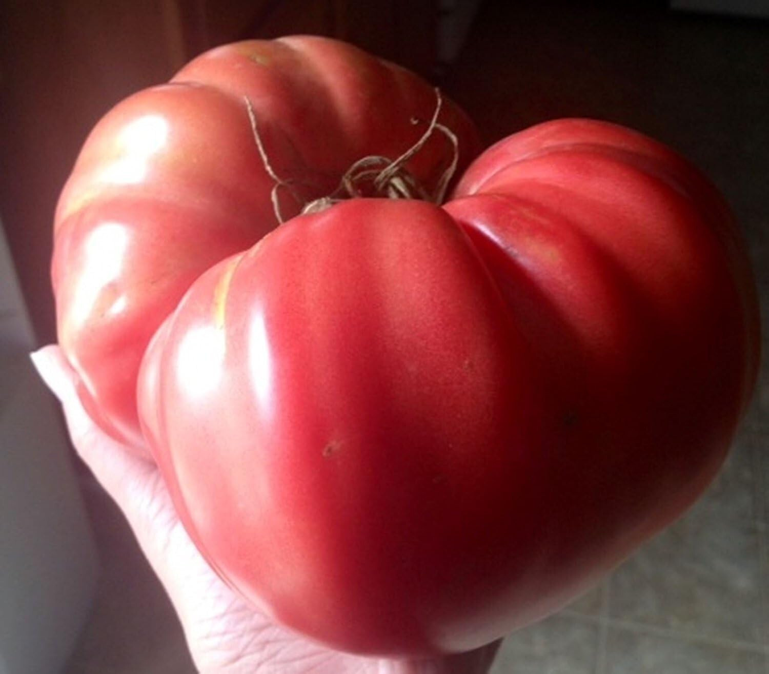 75 Heirloom Mortgage LIfter Tomato Seeds – Huge 4LB Tomato!!