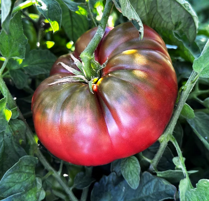 Black Krim Tomato Seeds – For 2025 Planting Purple Crimean Russian Smoky