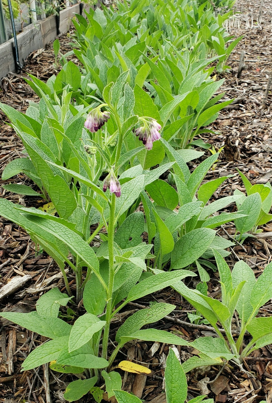 10 organic COMFREY Bocking 14 plants [not just roots] Healthy & Healing Herb