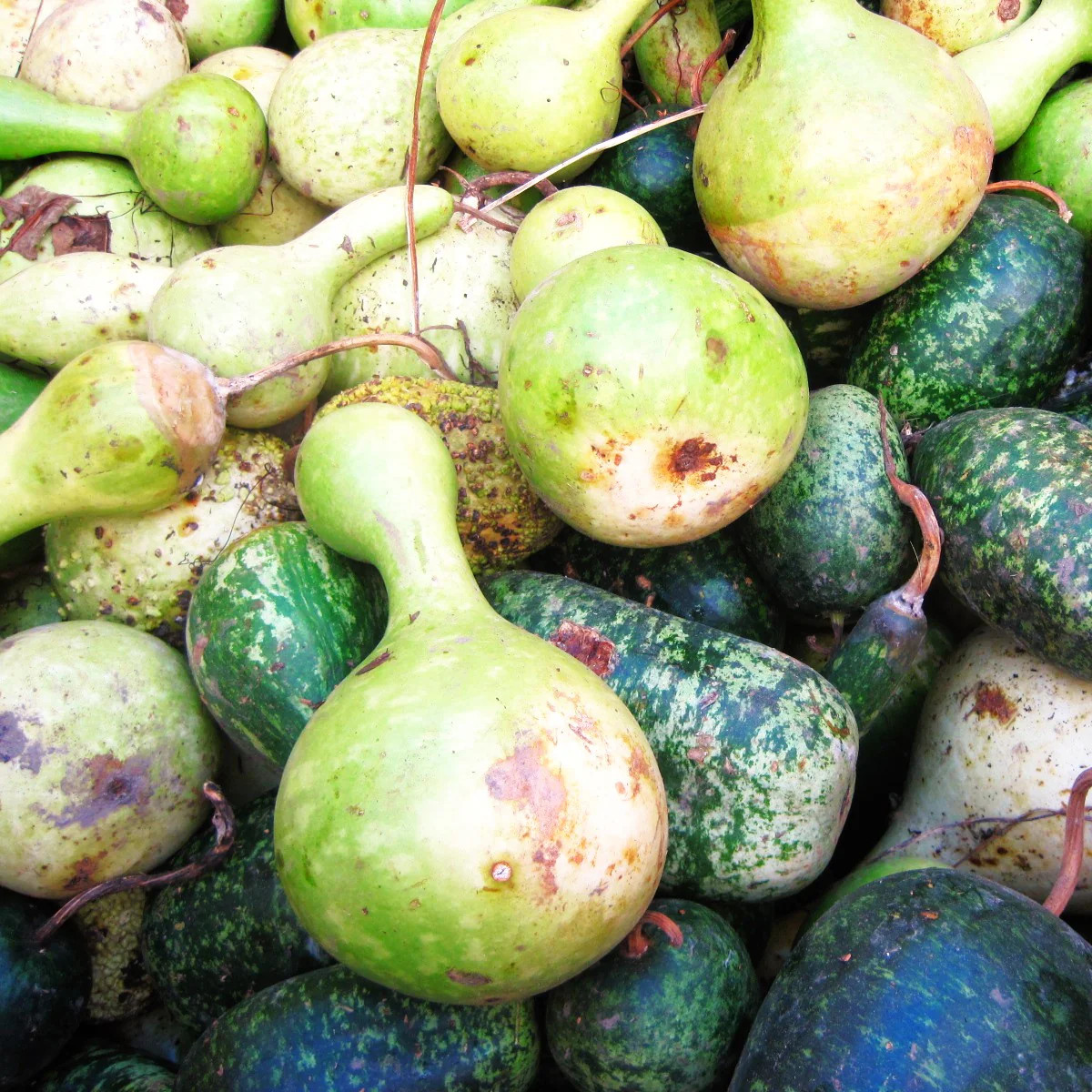 Large Crafting Gourds Mix Seeds – For 2026 Planting