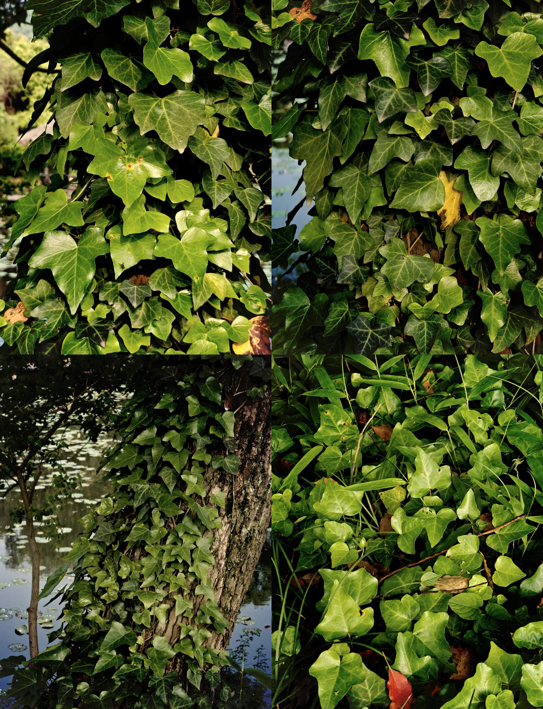 Boston Ivy Seeds 120ct Parthenocissus tricuspidata Climbing Vine Trellis