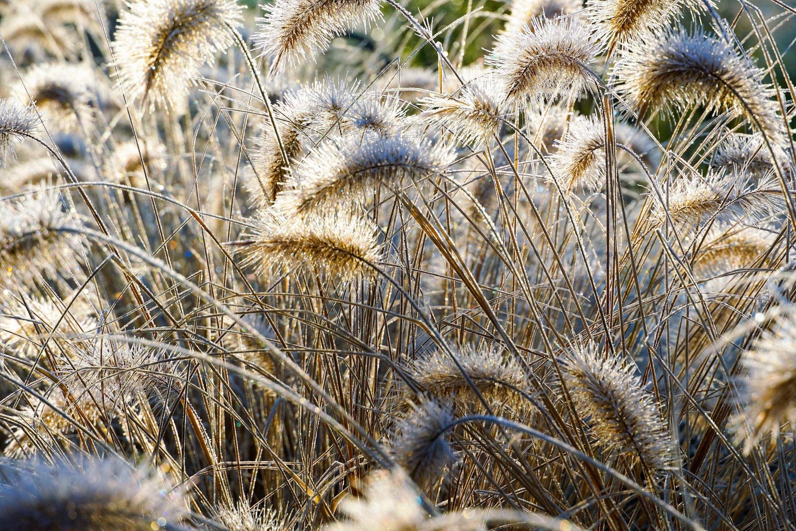 25 DWARF FOUNTAIN GRASS Pennisetum Alopecuroides Hardy White Plume Seeds