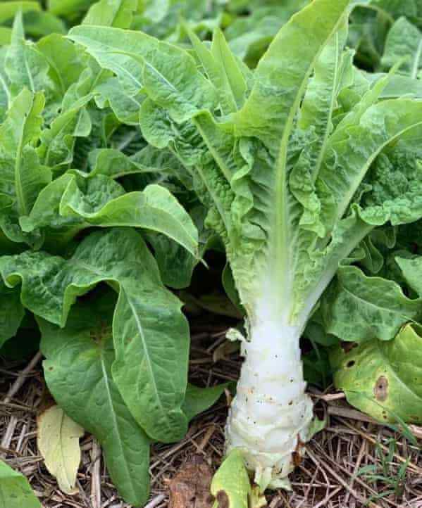 50+ seeds Chinese Lettuce Stem asparagus Celttuce Celery Luttuce Woju Wosum USA