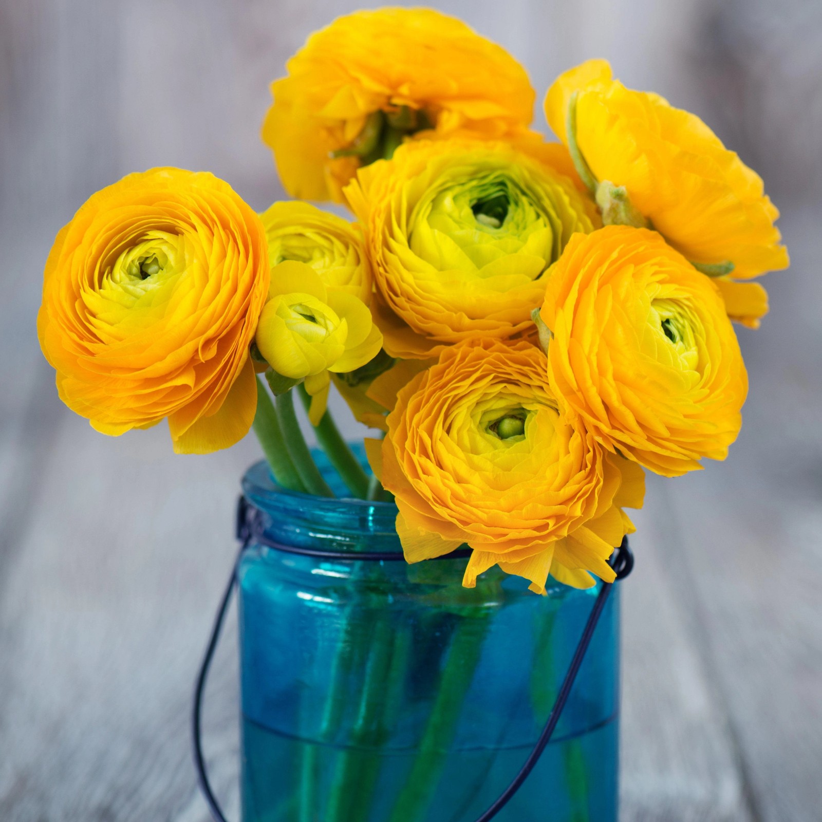 Ranunculus Buttercup Yellow 10 Flower Bulbs – Spring Yellow Blooms Temperate Sun