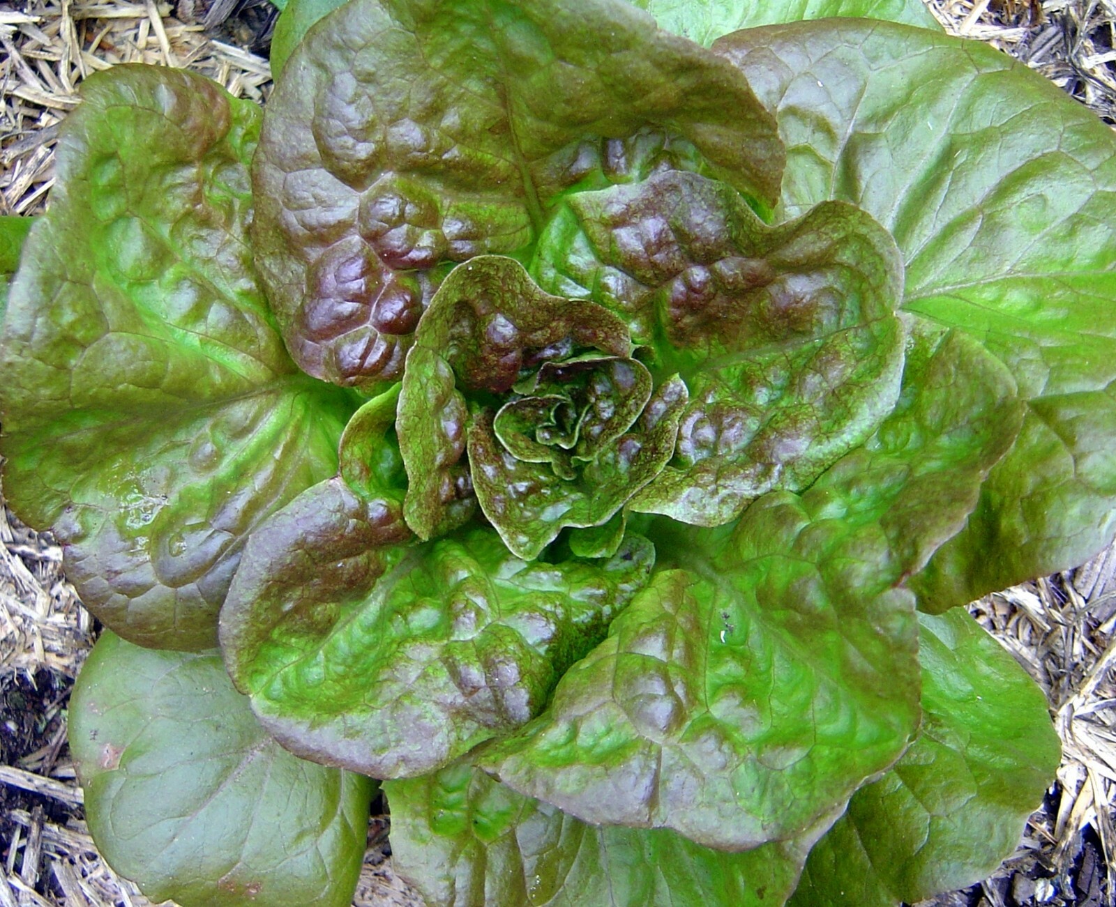 Mignonette Bronze Lettuce Seeds- French Heirloom 1,000+ 2021 Seeds