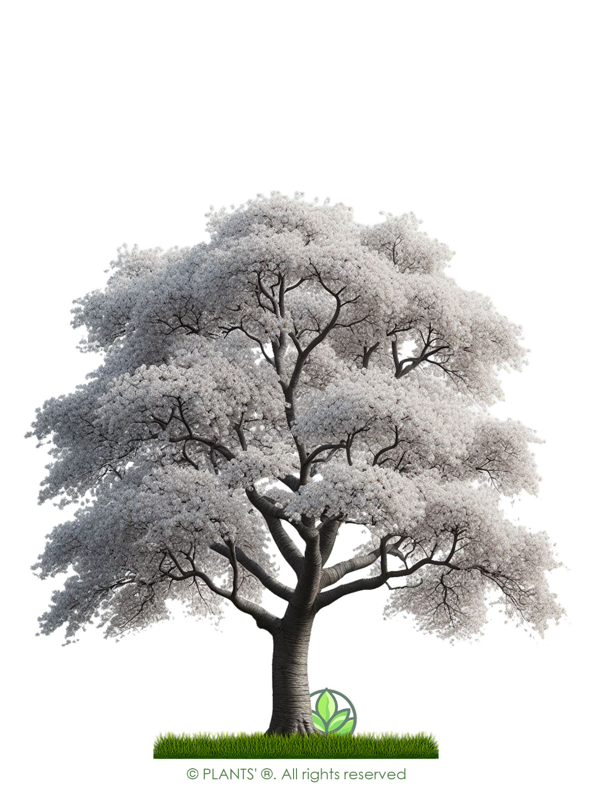 European Sweet Cherry Tree | Premium Seeds | Prunus avium ‘Spring’ | Plants’®