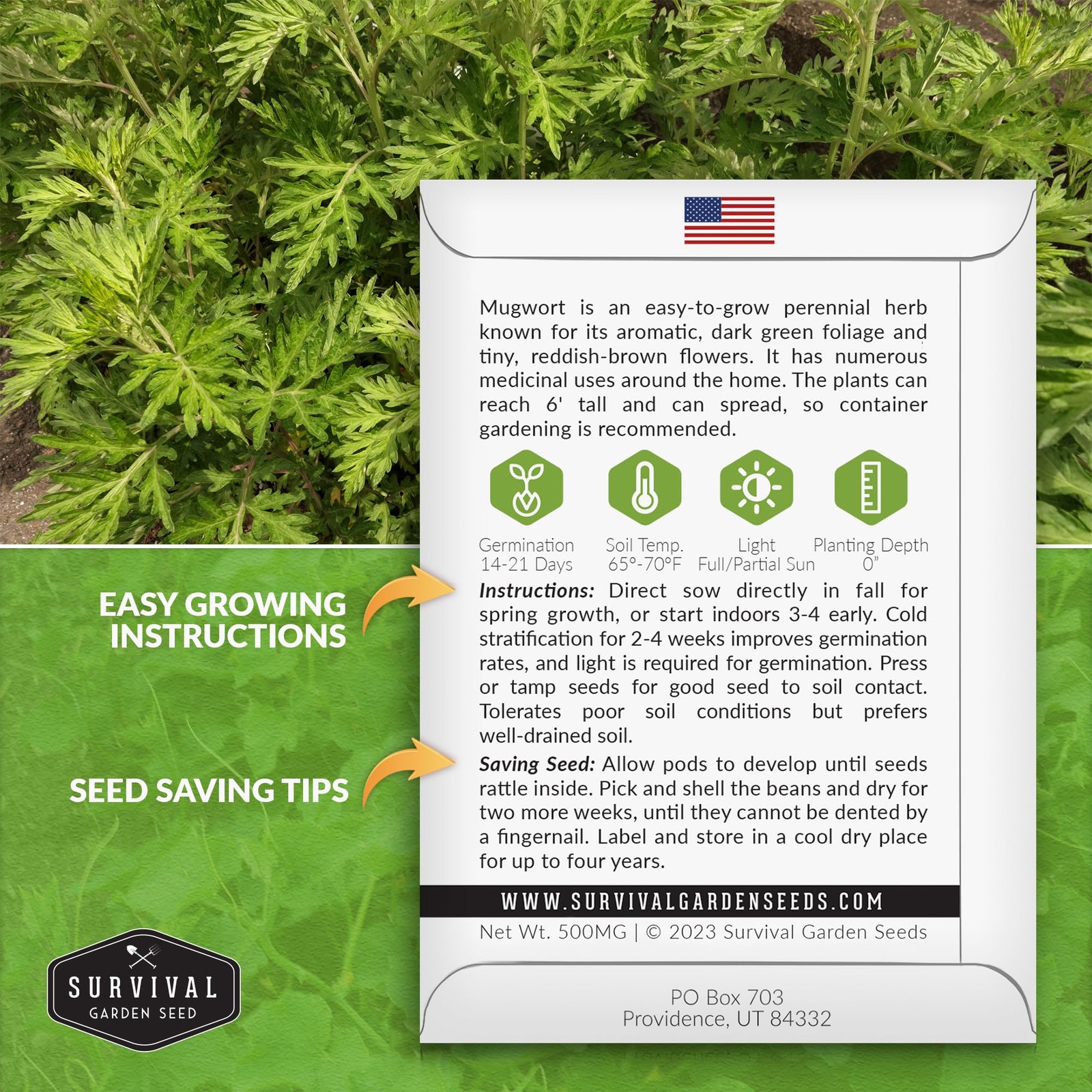 Mugwort Seeds for Planting – 3 Packets with Growth Instructions for Home Garden