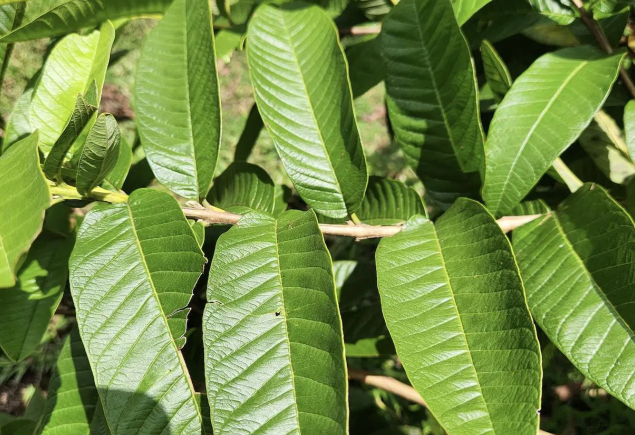 GUAVA LEAVES (Psidium Guajava)- Undiluted Powder