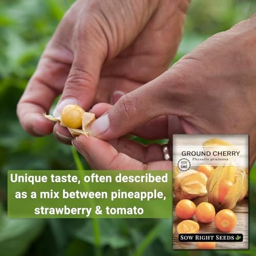 – Ground Cherries Seeds for Planting – Non-GMO Heirloom Packet with 1