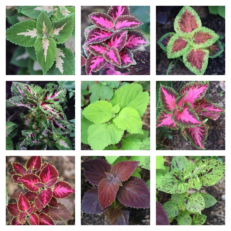 75 Coleus seeds, organically grown and freshly harvested * my best selections*