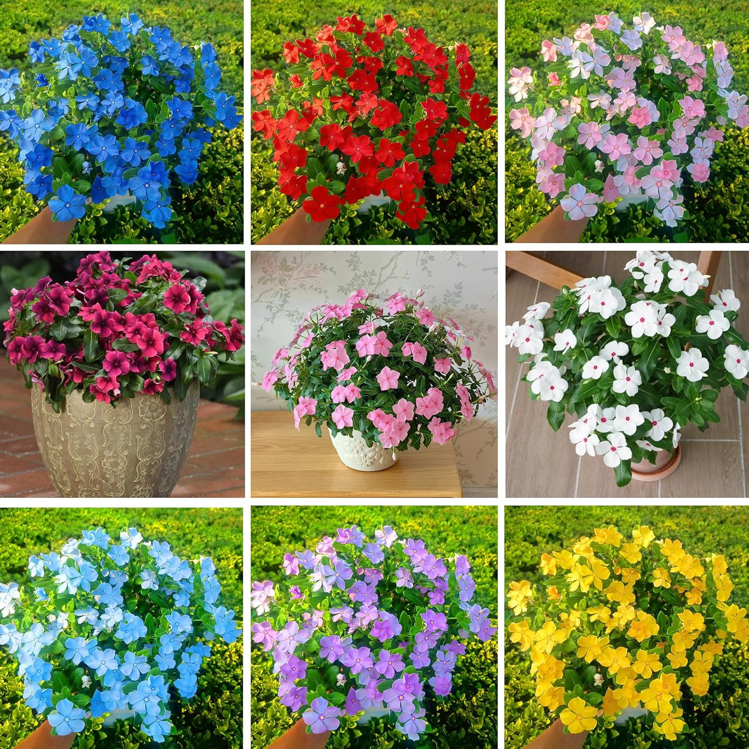 Madagascar Periwinkle Seeds for Planting, 1000Pcs Rare Perennial Periwinkle Flow