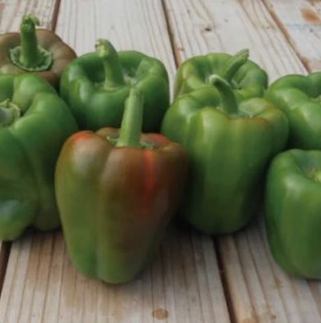 30+ California Wonder Sweet Bell Pepper – Fresh Seeds – Non-GMO, USA Seller 🇺🇸
