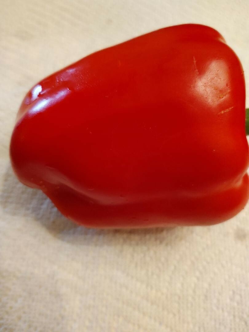 20+ Giant Red Sweet Bell Pepper Seeds, Best Price on Ebay, Next Day Shipping!