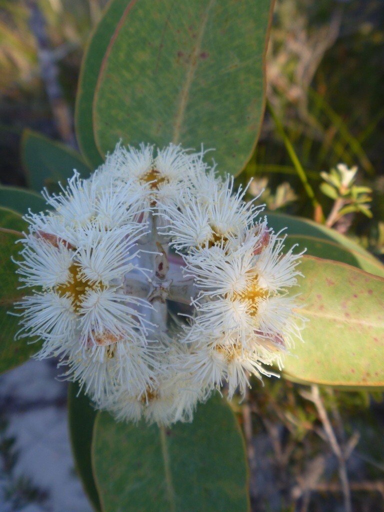 Eucalyptus pleurocarpa (tetragona) Seeds – ‘Tallerack’ – Silver Leaf