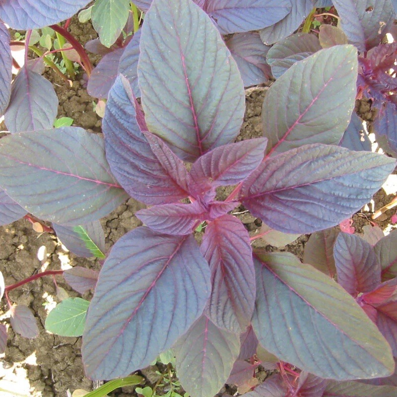2000+ RED GARNET AMARANTH SEEDS – RED SPINACH | AMARANTH SEEDS , NON GMO – USA