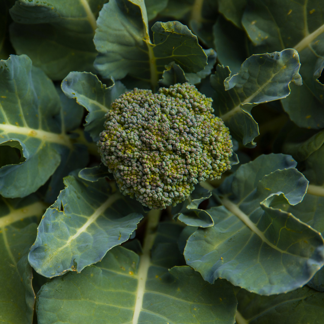 Fresh Premium Broccoli Seeds | Waltham 29 | Heirloom Non-GMO | Vegetable Seeds