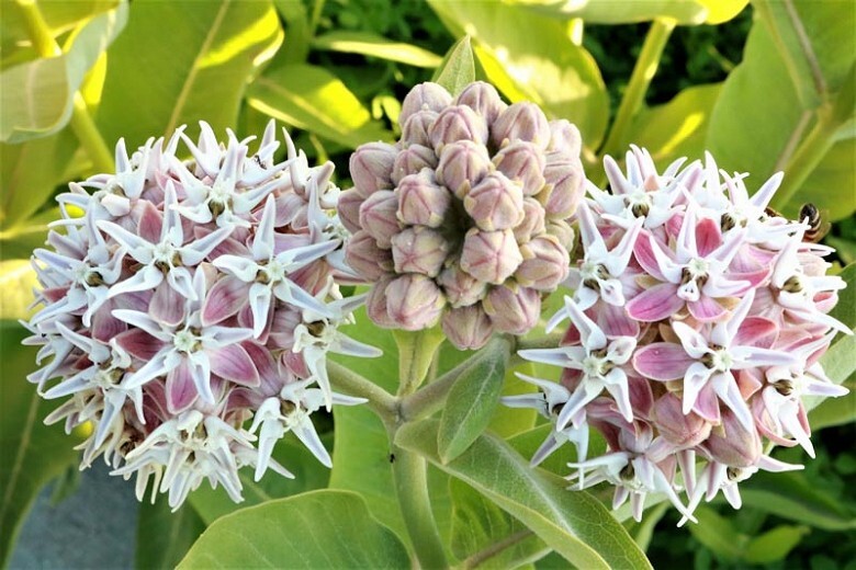 100 seeds SHOWY MILKWEED Asclepias attracts butterflies +gift
