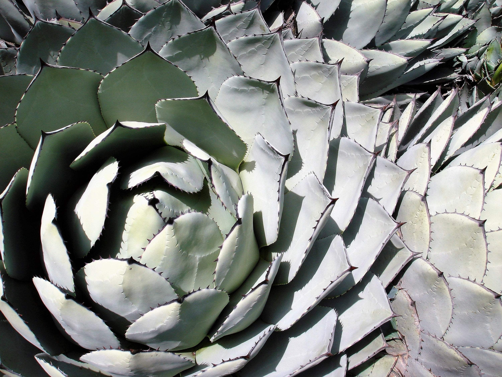 5 ARTICHOKE AGAVE Parry’s Huachuca Parryi Huachucensis Succulent Cactus Seeds